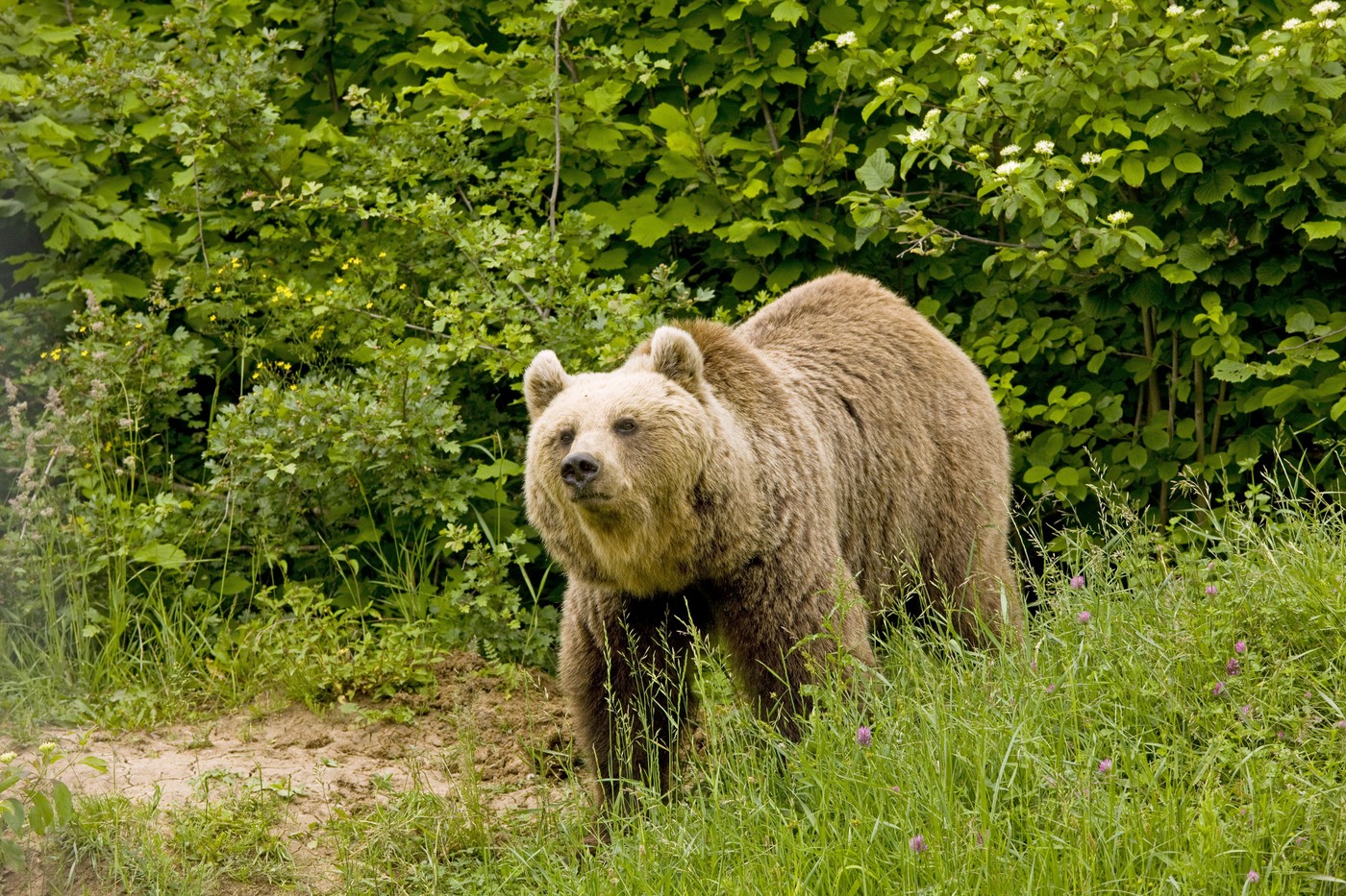 O fată însărcinată și un bărbat, atacați de urs, în județul Brașov. Cum s-a întâmplat și care e starea victimelor