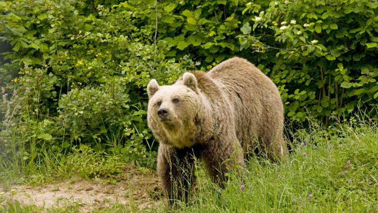 Brown Bear (Ursus arctos)