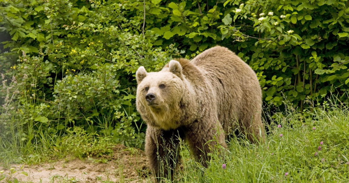 Două persoane au fost atacate de un urs într-o localitate din județul Brașov