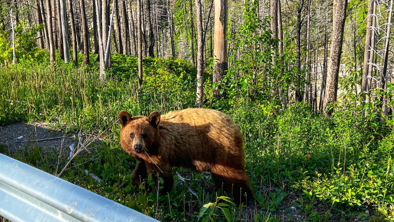 A,Brown,Bear,Foraging,For,Food,Along,Side,Of,The