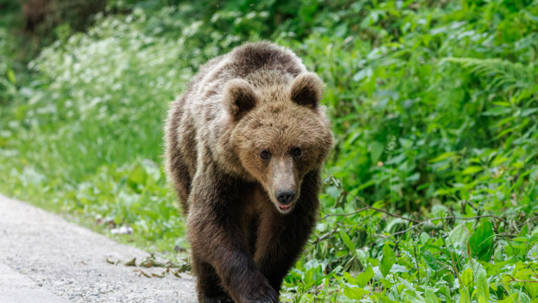 Brown,Bear,In,The,Forest,Near,The,Road