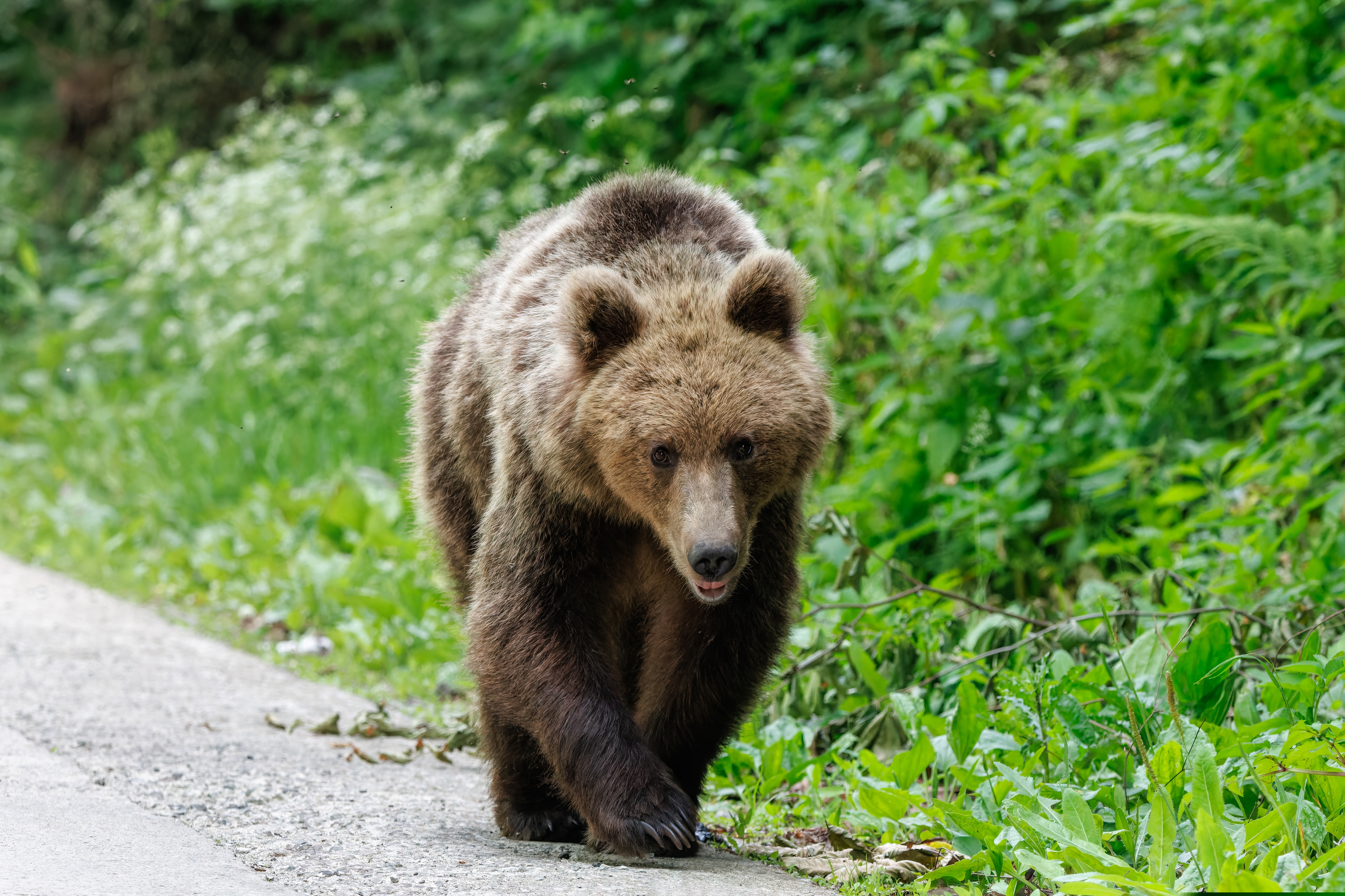 Un urs a fost observat în zona Cascadei Duruitoarea din masivul Ceahlău. Turiștii, avertizați prin mesaj RO-ALERT