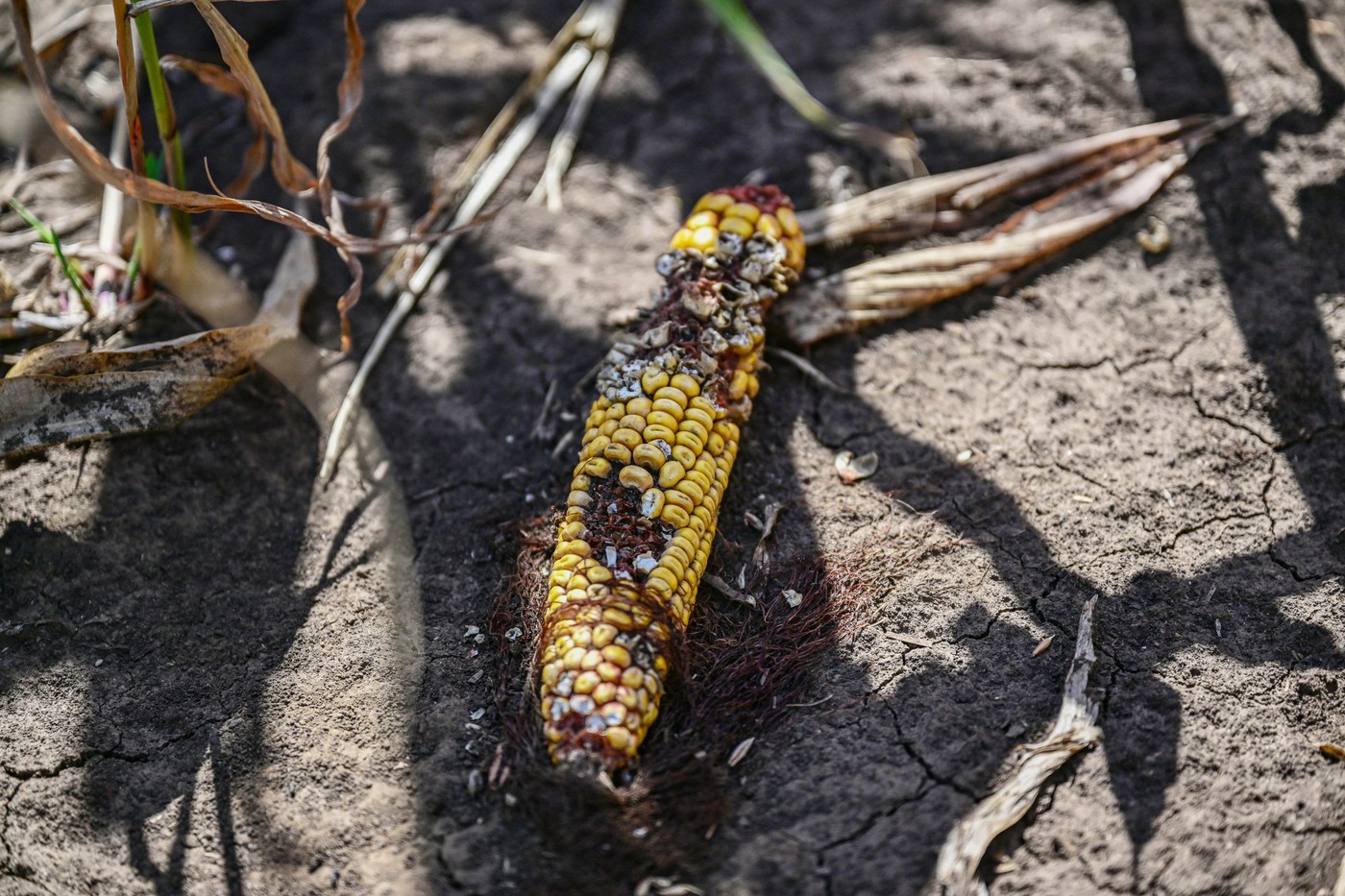 Comisia Europeană propune un ajutor pentru fermierii afectați de fenomene climatice. Câți bani ar trebui să primească România