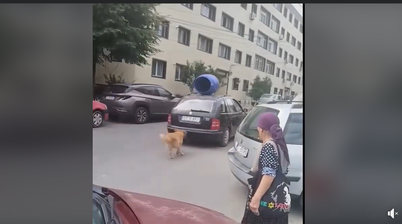 Anchetă a poliţiştilor, după ce un bărbat din Năvodari a legat câinele de maşină şi circula cu el prin oraş