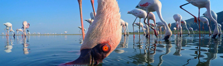 Stranii, sălbatici și superbi