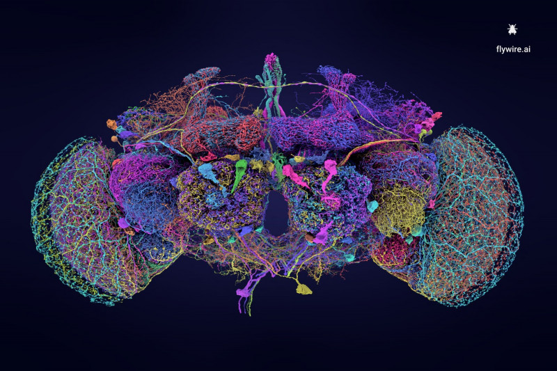 musculita de otet cartografiere creier