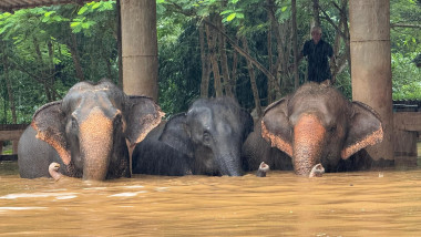 Animale evacuate din „Elephant Nature Park”, Thailanda, din cauza inundațiilor