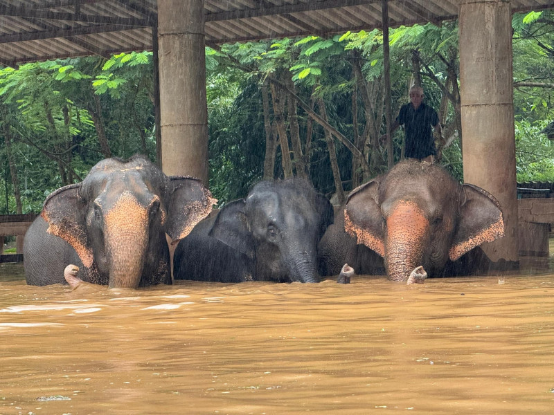 Animale evacuate din „Elephant Nature Park”, Thailanda, din cauza inundațiilor