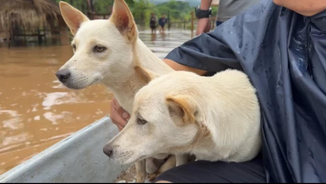 Animale evacuate din „Elephant Nature Park”, Thailanda, din cauza inundațiilor