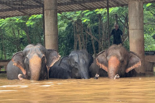Doi elefanţi s-au înecat în timpul viiturilor care au lovit nordul Thailandei. „Cel mai urât coşmar, când i-am văzut plutind în apă”