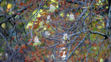 Climate change causes confusion of the seasons to a tree. Chestnut tree half covered with autumn dead leaves and half with spring flowers seen in Freiburg, Germany