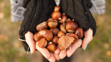 castane in maini de femeie