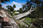 Aftermath of Hurricane Milton Making Landfall on Florida's Gulf Coast, Tampa, USA - 10 Oct 2024