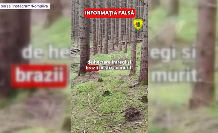 Un clip fals despre otrăvirea pădurilor din Vatra Dornei a devenit viral pe internet. Explicațiile șefului Ocolului Silvic