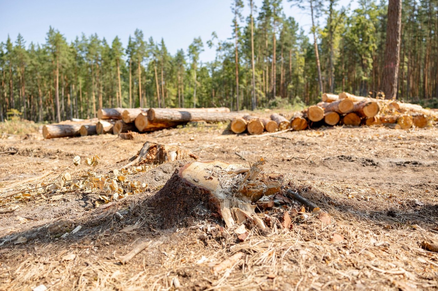 Planeta rămâne fără copaci. Numărul arborilor amenințați cu dispariția este mai mare decât cel al animalelor