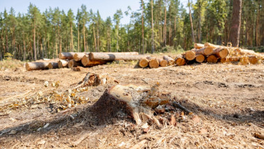 Felling trees in a forest under a sky. A vast clearing was created in a forest after cutting down trees. forest after felling