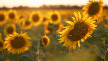 Sunflowers,In,A,Field,Of,Agriculture,At,Sunset.,Sunflower,Landscape