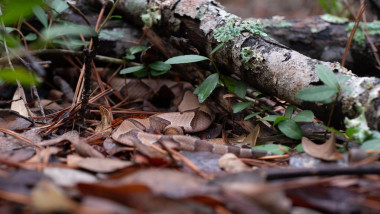 A Southern copperhead snake, Agkistrodon contortrix, lies partially hidden under leaf litter and branches.