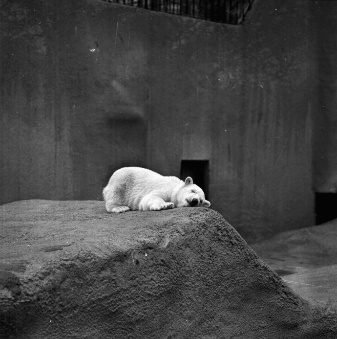 24 mai, 1968: Urs polar, la Grădină zoologică din Londra.