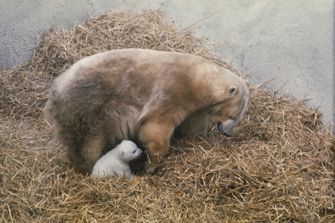 1973: Un pui de urs polar alături de mama sa, la Grădină zoologică din Londra