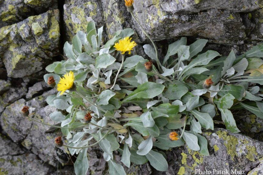 Plantă de peste 60.000 de ani descoperită în Carpați. „Una dintre cele mai vechi ființe vii de pe Terra”, spun cercetătorii