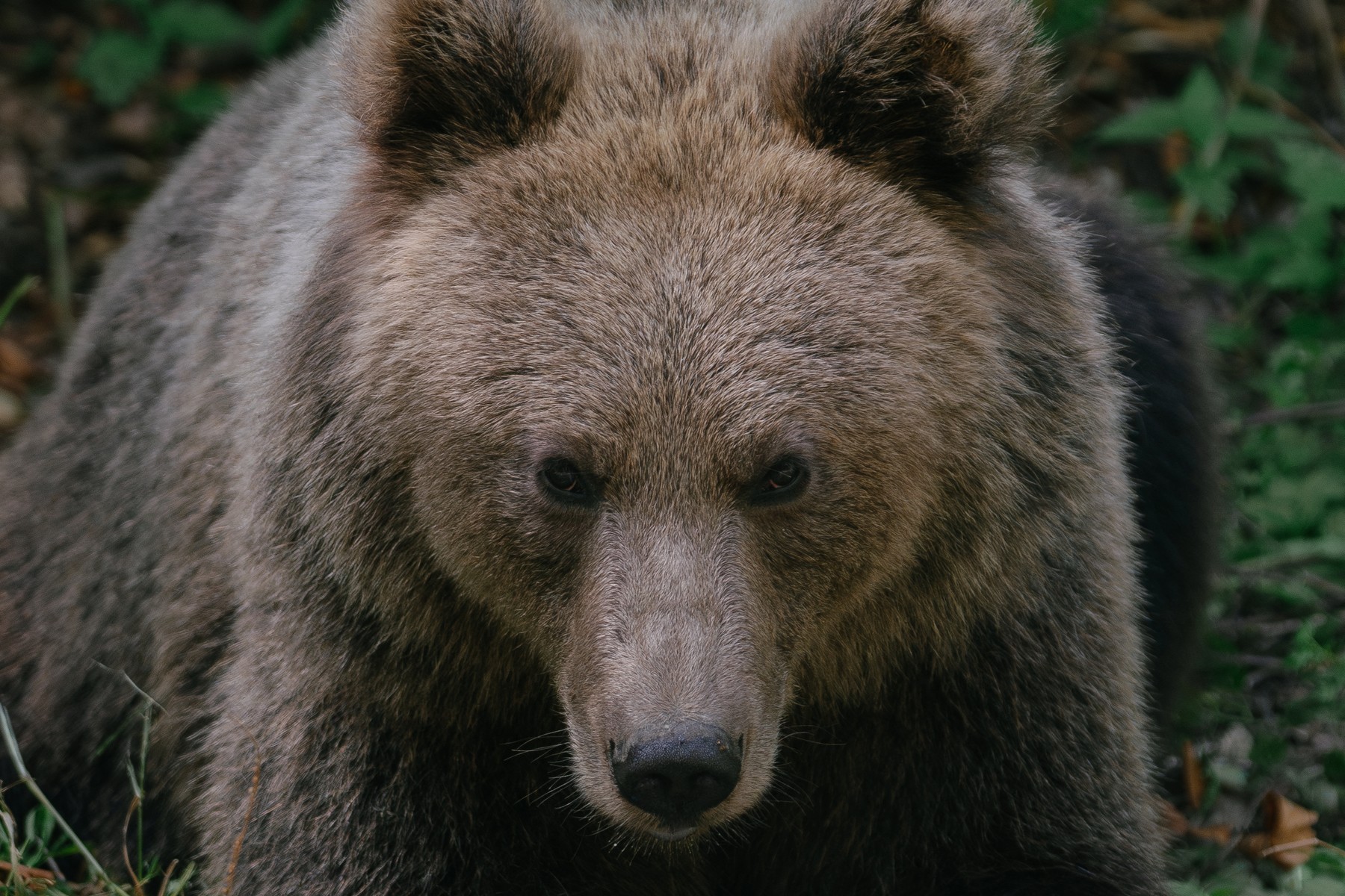 Un bărbat a fost atacat de urs lângă comuna Monor, în judeţul Bistriţa-Năsăud