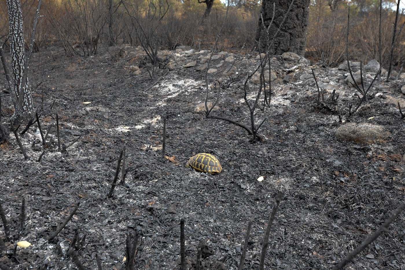 Omenirea rămâne fără resurse. Urmează crize alimentare, conflicte și dezastre naturale, avertizează specialiștii în biodiversitate