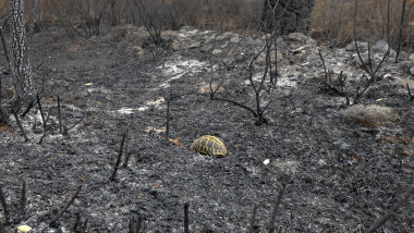 Hermann's turtle in danger after fires in Carnoules, France - 24 Aug 2021