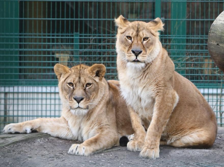 Leoaice salvate din Ucraina vor avea un nou cămin la o grădină zoologică din Scoția