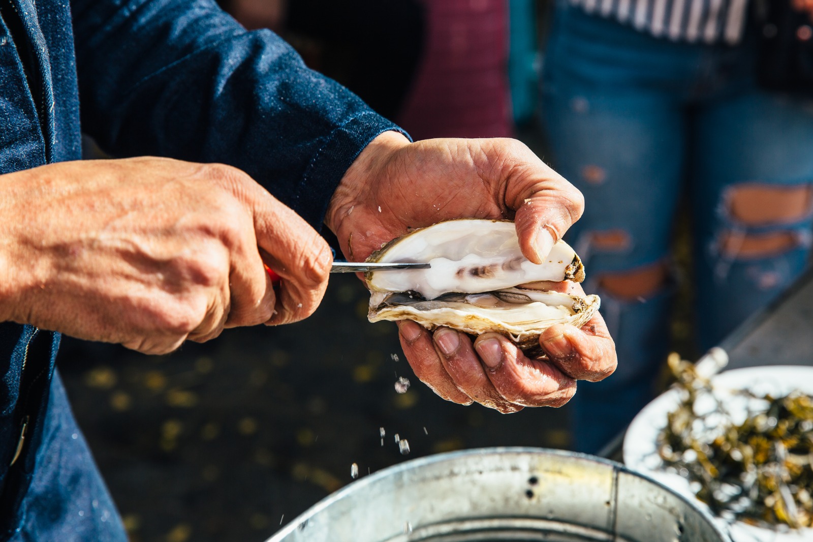Experiment: stridii crescute în Marea Neagră. România face teste pentru producția proprie de fructe de mare