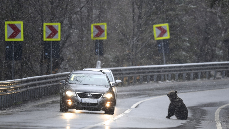 OJDULA, COVASNA, ROMANIA: A bear appears on the road during the day