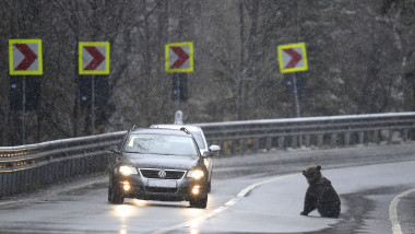 OJDULA, COVASNA, ROMANIA: A bear appears on the road during the day