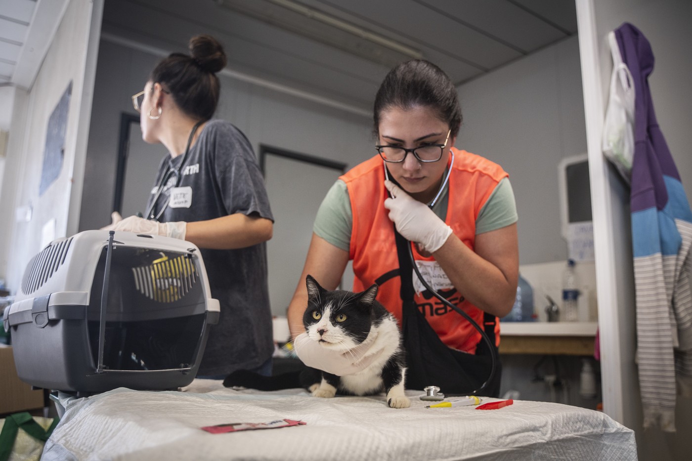 Animalele se îmbolnăvesc pe străzile pline de noroi și gunoaie din Spania, după inundații. Medici voluntari încearcă să le salveze