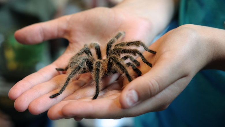 tarantula in palme