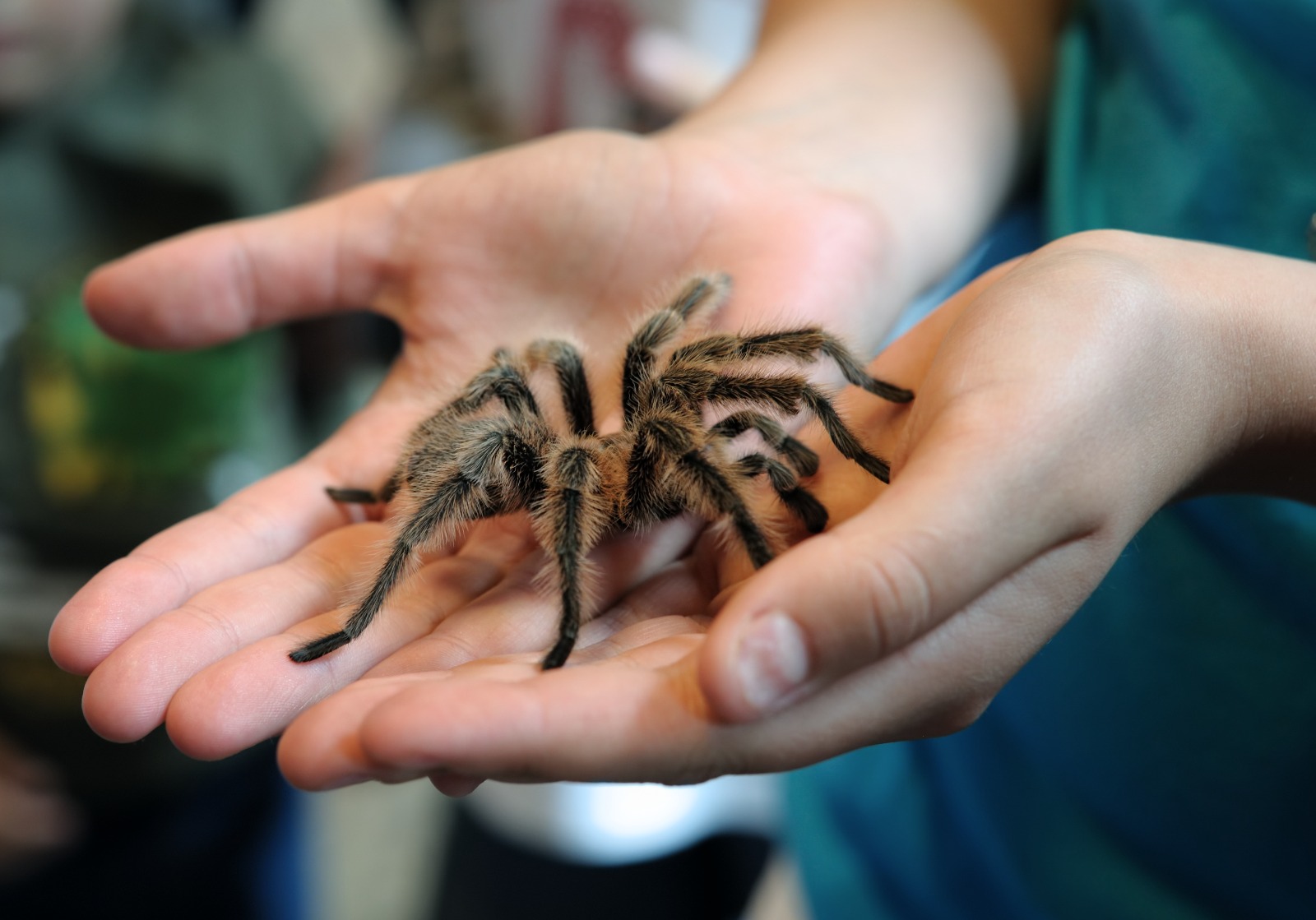 Tarantula, noul animal de companie la modă printre români. Ofertele pe piața neagră au explodat: "Vă alegeți ce vă place"