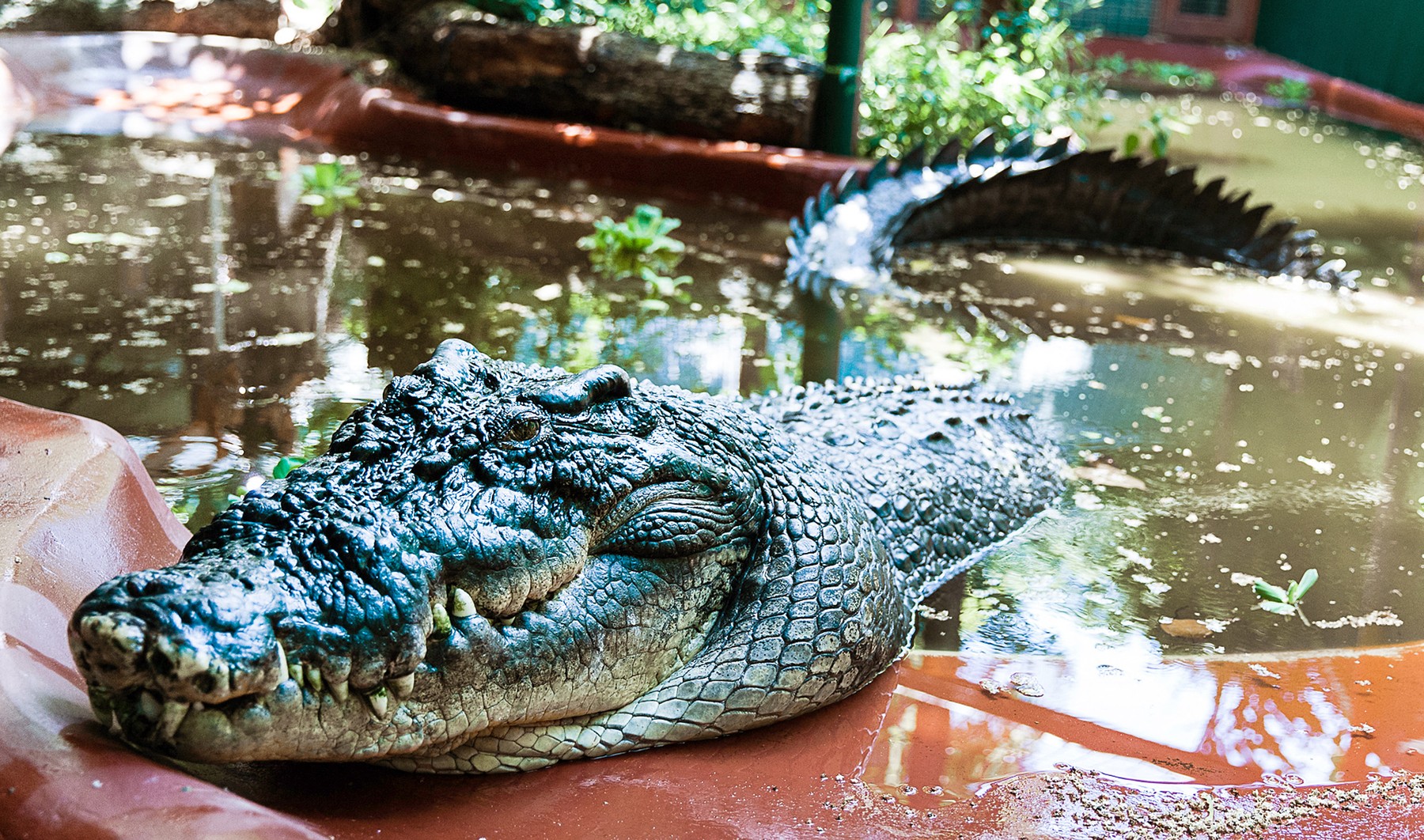 Cel mai mare crocodil aflat în captivitate a murit. Avea peste 110 ani și peste 5 metri lungime