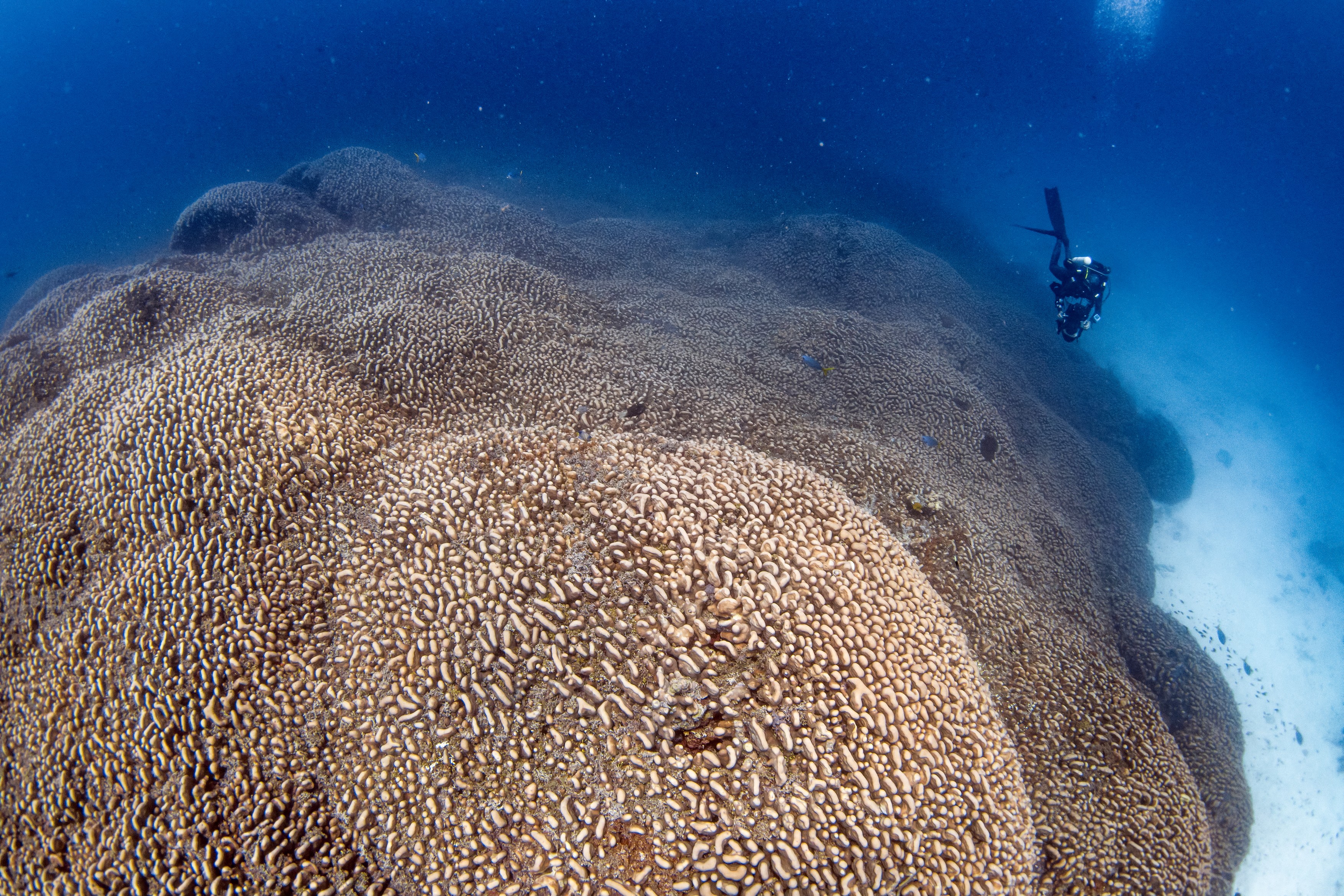 Descoperire în Pacific: cel mai mare coral găsit vreodată depășește în dimensiuni o balenă albastră