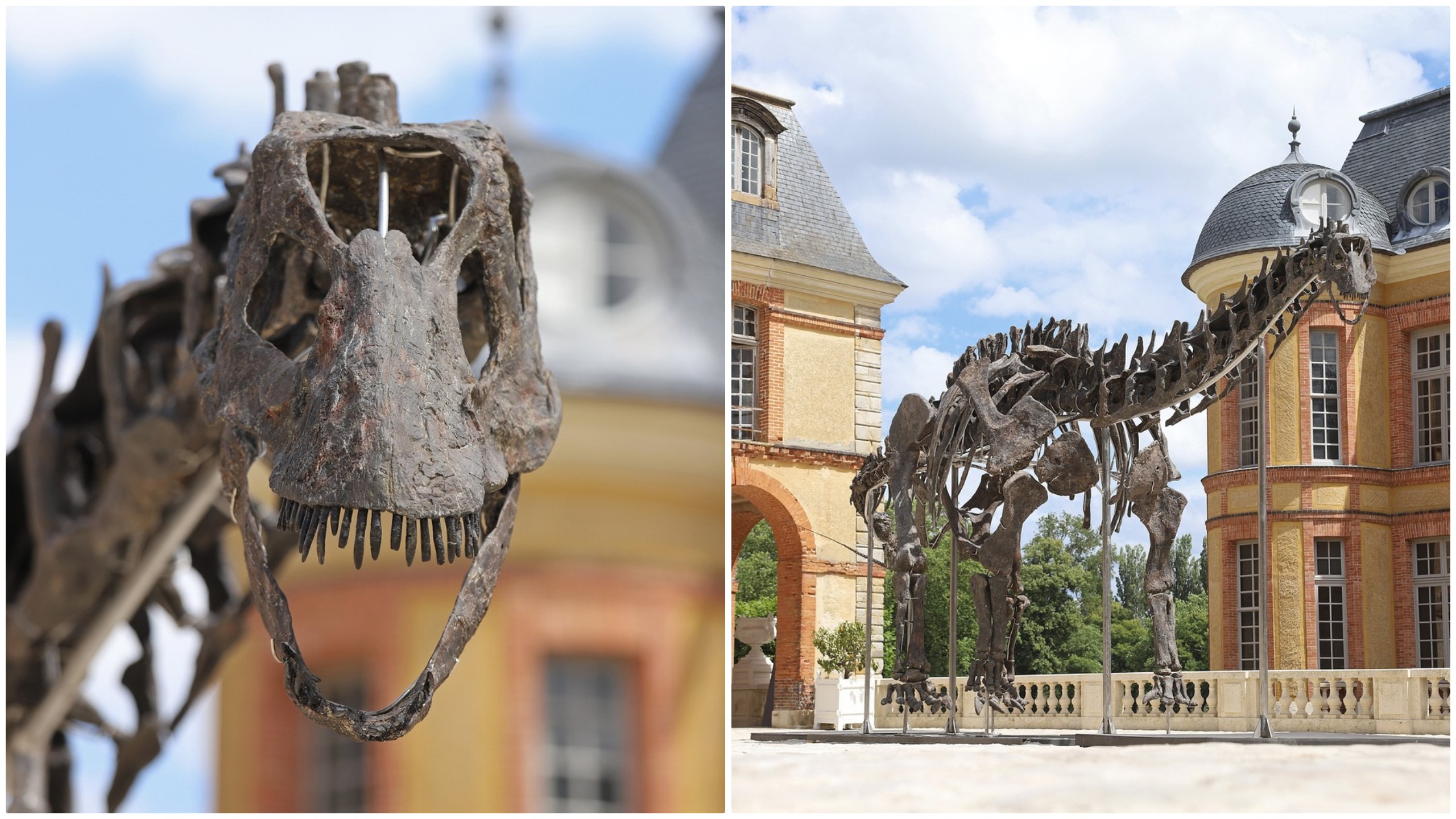 Cu câți bani s-a vândut cel mai mare schelet de dinozaur scos la licitație în Franța. Fosila a fost descoperită în SUA