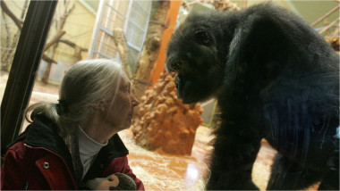 jane-goodall-gorilă