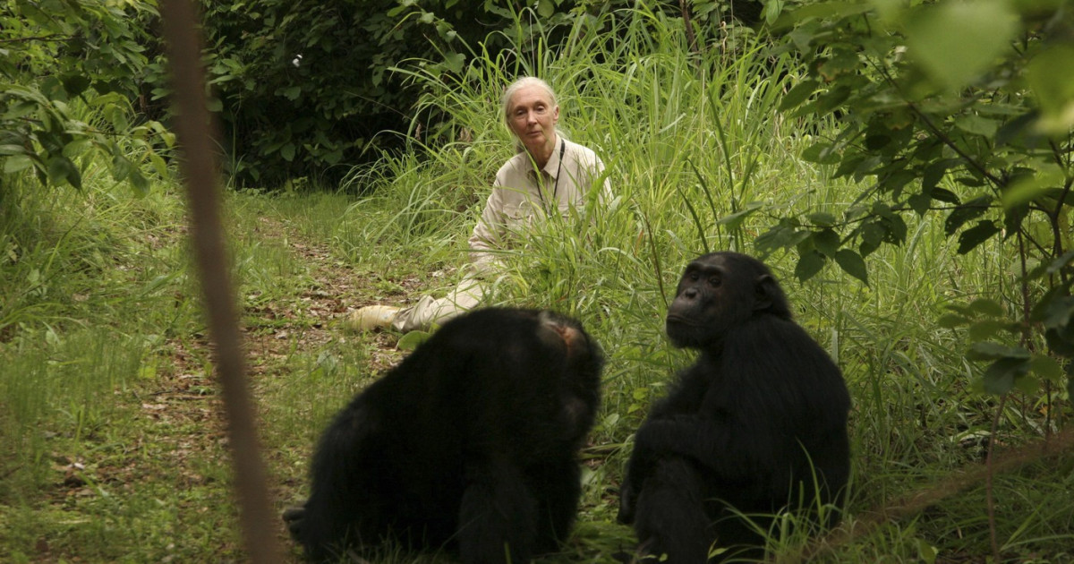 Jane Goodall, legenda primatologiei, a murit la 91 de ani