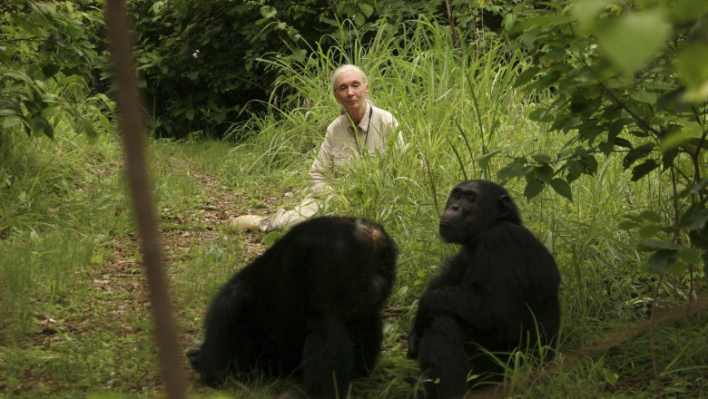Jane Goodall într-o junglă din Tanzania cu cimpanzei