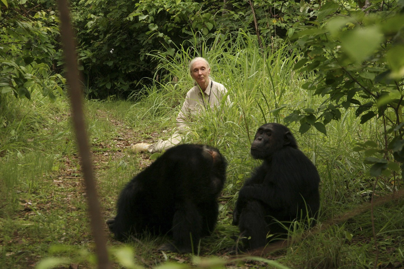 A murit Jane Goodall. Specialista în primatologie, cunoscută pentru campaniile sale de protecție a mediului, avea 91 de ani