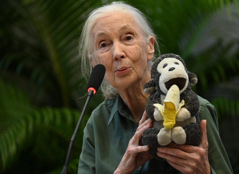 MUMBAI, INDIA - NOVEMBER 16: Renowned conservationist and primatologist Dr. Jane Goodall spoke during her visit to the M