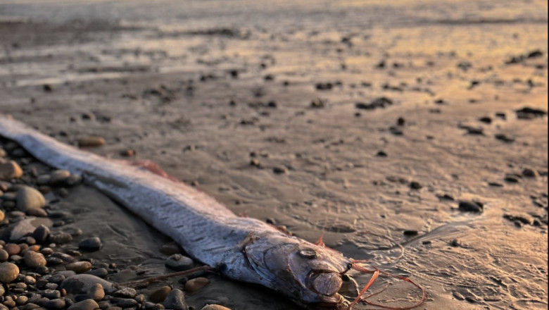 Peștele Apocalipsei. Foto: Scripps Institution of Oceanography