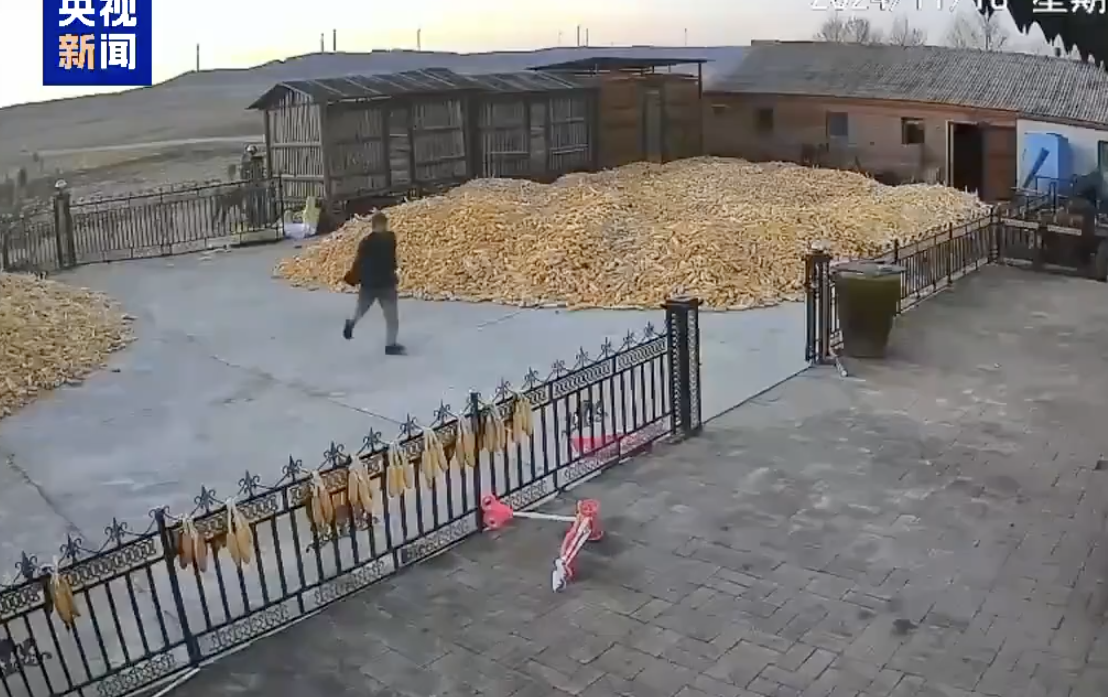 Viral pe net: un fermier chinez scapă la limită de atacul unui tigru siberian