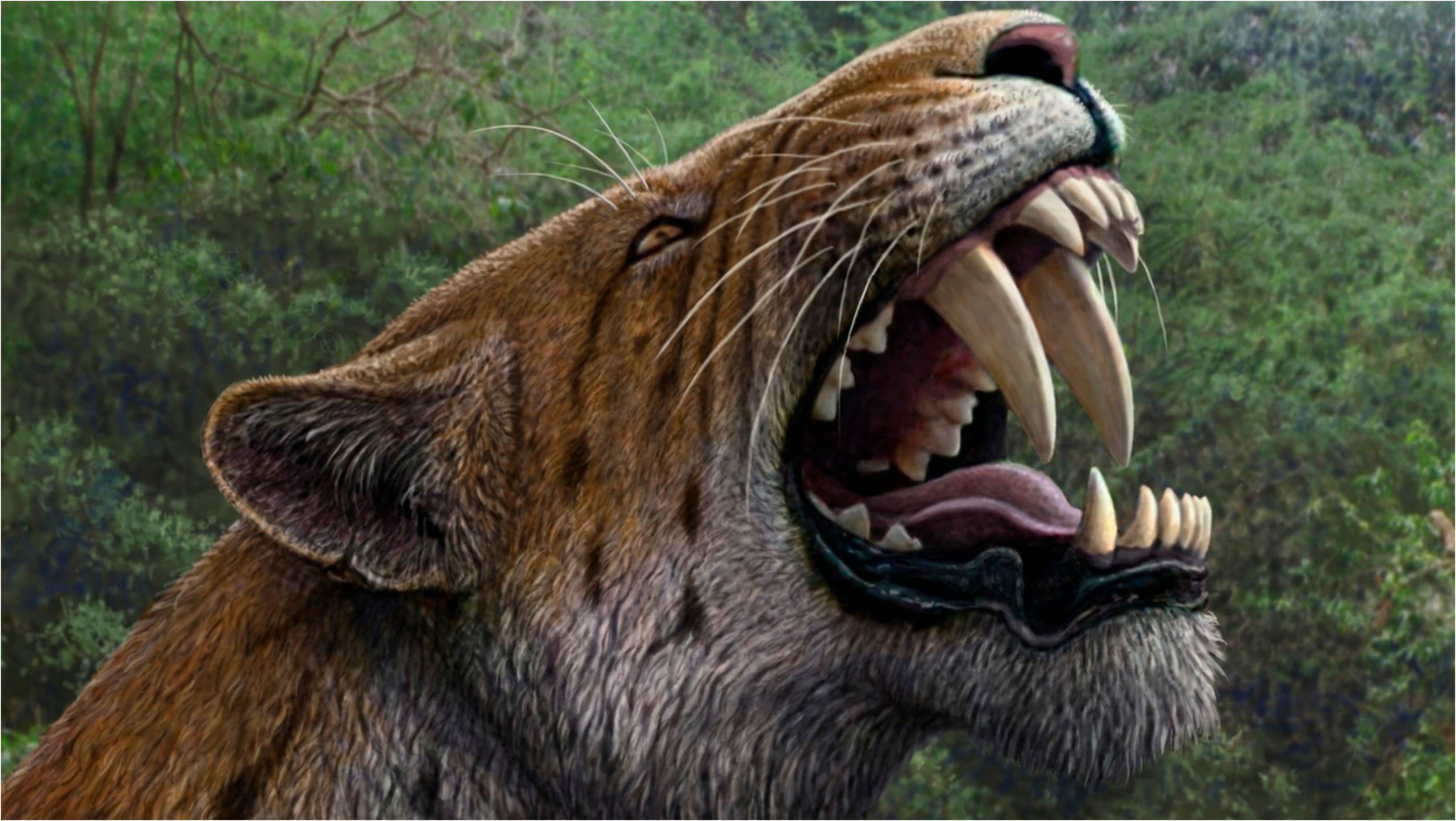 Descoperire „uluitoare” în permafrostul din Siberia: primul specimen mumificat de felină cu dinți-sabie aproape intact