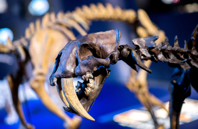 Schoeningen, Germany. 12th Apr, 2017. Models of the skeletons of the sabre toothed tigers Homotherium latidens (L) and Smilodon fatalis (R) on display as part of a special exhibition entitled 'The Ice Age Hunter: The Deadly Danger of Sabre Toothed Tigers'