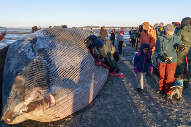 Gigantic fin whale washed up on Alaska's shore