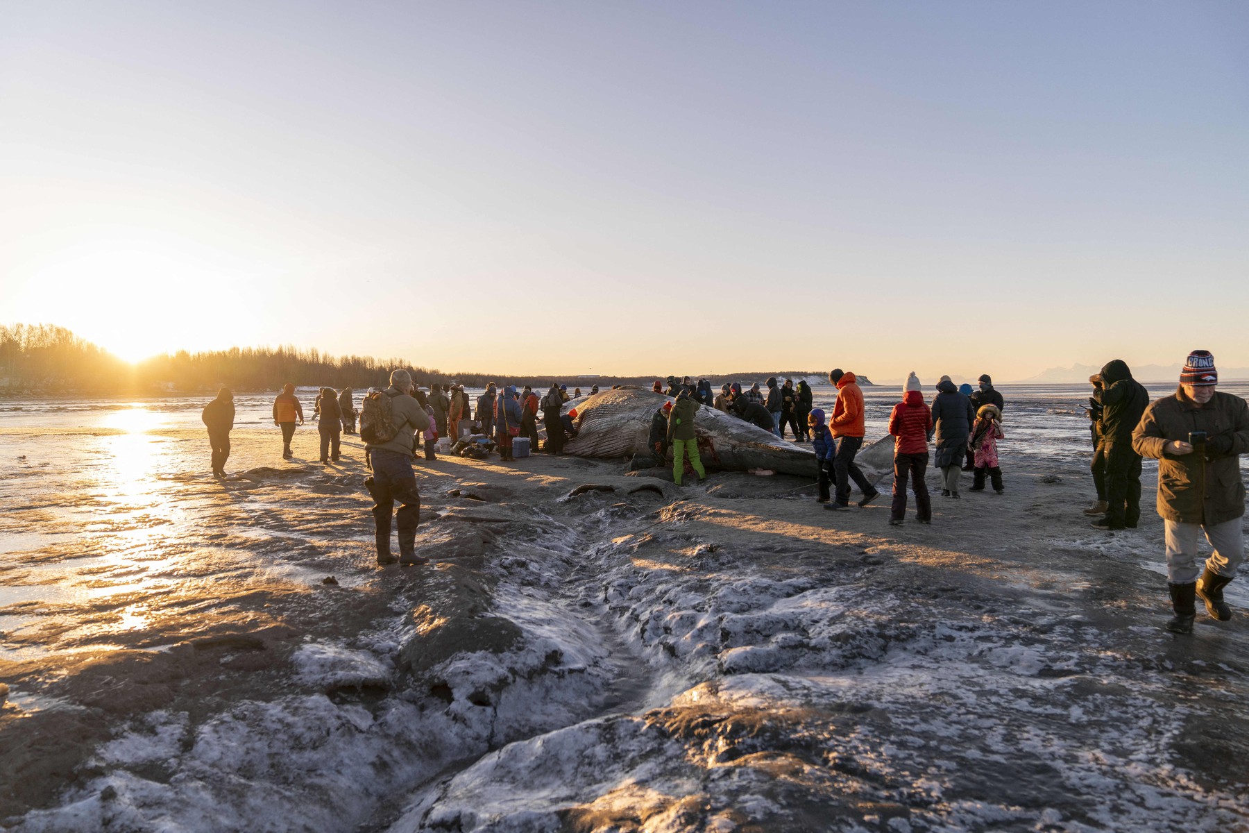 Cadavrul uriaș al unei balene, eșuat pe plajă, atracție pentru locuitorii unui oraș din Alaska. Biologii cercetează cauza morții