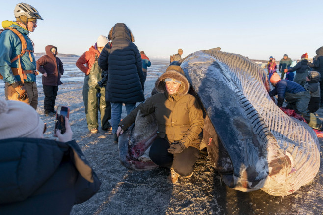 Gigantic fin whale washed up on Alaska's shore